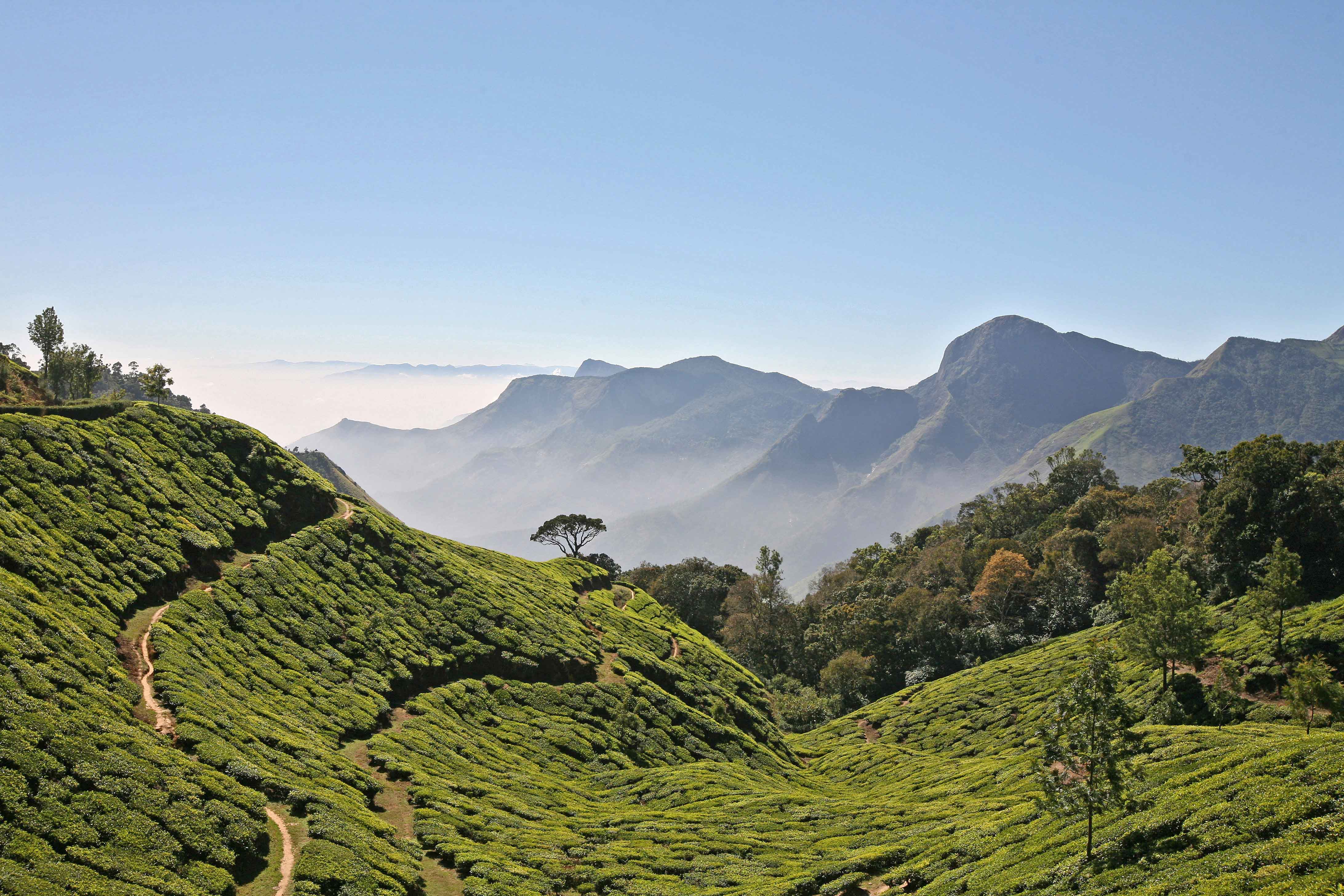 Ландшафт индии. Западные Гаты Керала. Munnar Hill Station Kerala. Тропический климат Индии. Рельеф Юга Индии.