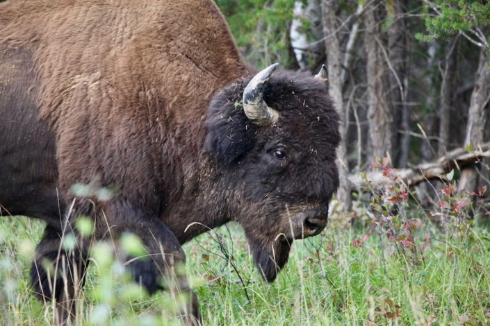 Wood Bison, Wood Buffalo National Park, NWT 2017 – AKMG Canada